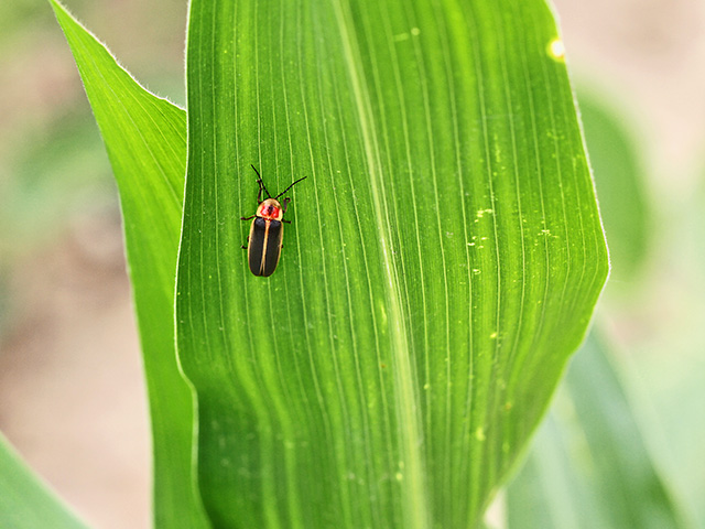 Most people donâ€™t recognize fireflies by day as they hang out waiting for nightfall to remind us to go check our crops for destructive pests, Image by Pamela Smith 